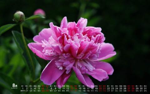 2016年8月日历牡丹花高清图片电脑桌面壁纸下载第2张