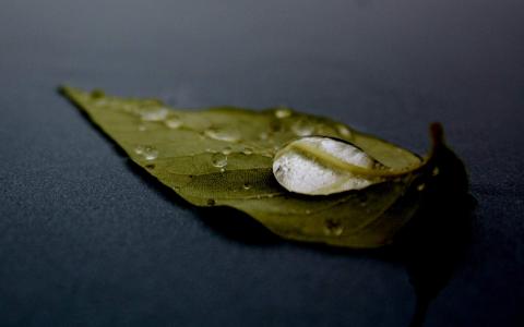 绿叶图片第2张