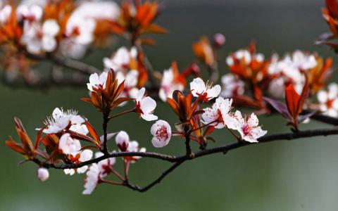 紫花图片 _ 第(9)张