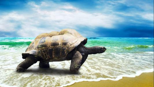 可爱海洋生物海龟图片桌面壁纸第0张