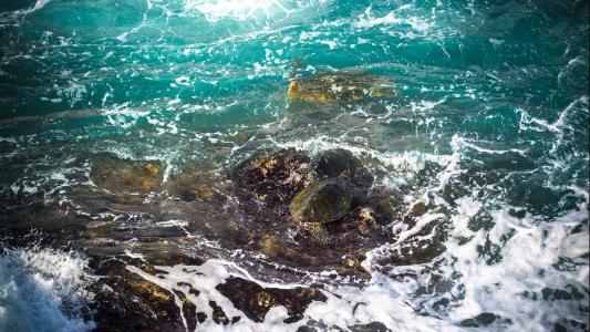 可爱海洋生物海龟图片桌面壁纸第2张