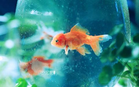 金鱼图片 _ 第(4)张