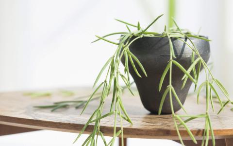 绿色植物盆栽清新摄影高清桌面壁纸下载第0张