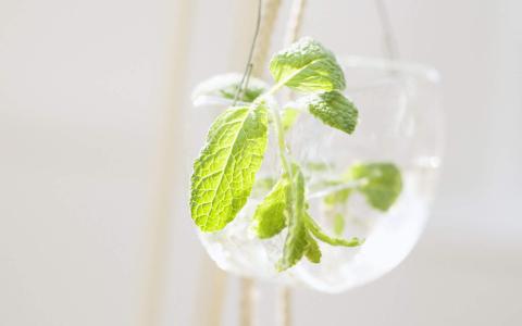 绿色植物盆栽清新摄影高清桌面壁纸下载第3张