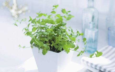 绿色植物盆栽清新摄影高清桌面壁纸下载第5张