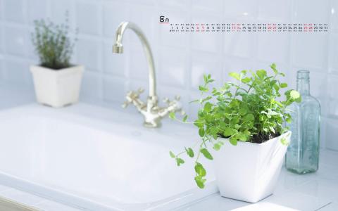 小清新植物盆栽图片高清宽屏壁纸第4张