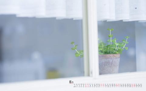绿色植物盆栽清新摄影高清桌面壁纸下载第3张