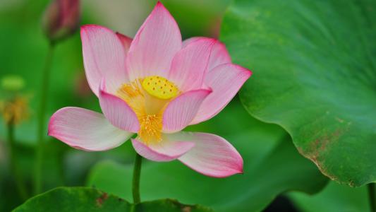荷花图片图片 _ 第(18)张