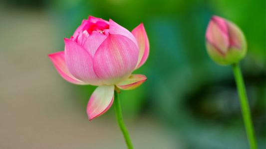 荷花图片图片 _ 第(19)张