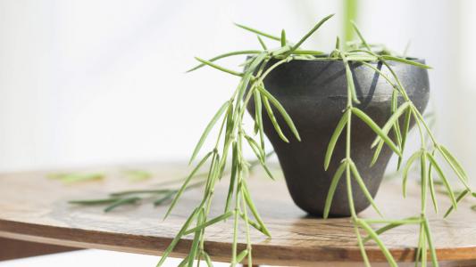 简约小清新植物盆栽高清电脑桌面壁纸图片大全第0张
