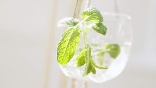 简约小清新植物盆栽高清电脑桌面壁纸图片大全第2张