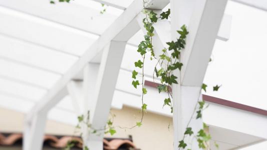 简约小清新植物盆栽高清电脑桌面壁纸图片大全第4张