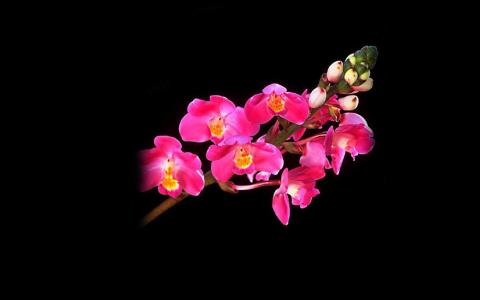 兰花图片 _ 第(3)张