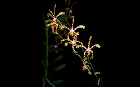 红花文殊兰花图片  红花文殊兰图片  红花文殊兰植物图片第0张