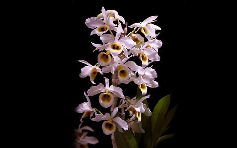 红花文殊兰花图片  红花文殊兰图片  红花文殊兰植物图片第1张
