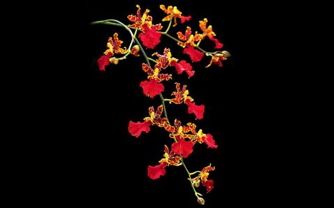 红花文殊兰花图片  红花文殊兰图片  红花文殊兰植物图片第3张