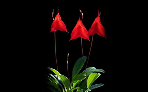 红花文殊兰花图片  红花文殊兰图片  红花文殊兰植物图片第0张