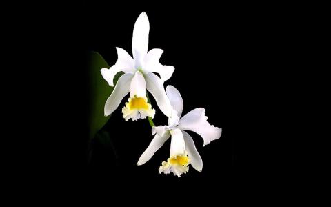 红花文殊兰花图片  红花文殊兰图片  红花文殊兰植物图片第2张