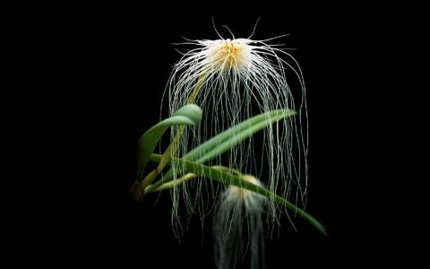 红花文殊兰花图片  红花文殊兰图片  红花文殊兰植物图片第3张