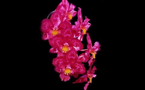 红花文殊兰花图片  红花文殊兰图片  红花文殊兰植物图片第4张