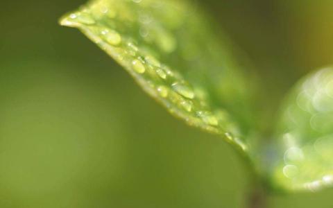 高清雨中绿叶养眼电脑桌面壁纸下载第4张