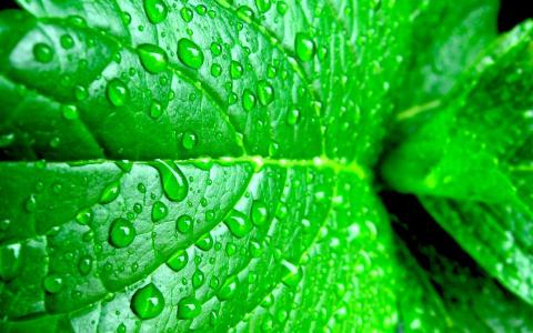 高清雨中绿叶养眼电脑桌面壁纸下载第5张