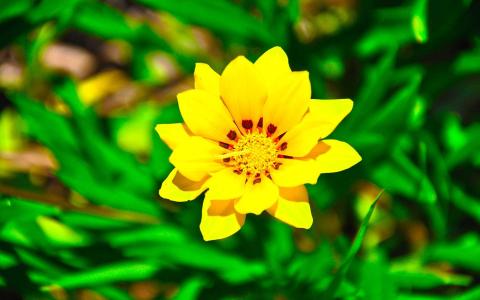 绿色清新小菊花风景图片电脑桌面壁纸下载第5张