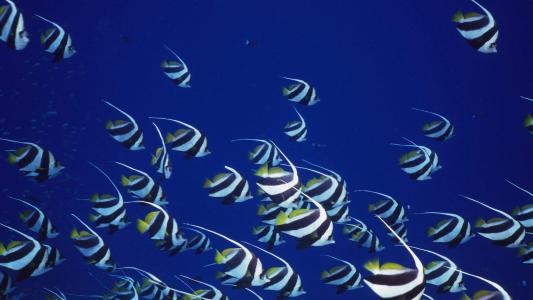 水母：神奇的海洋生物图片第1张