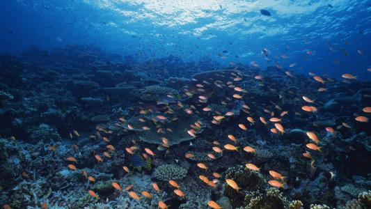 水母：神奇的海洋生物图片第3张