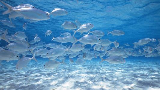水母：神奇的海洋生物图片第4张