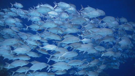 水母：神奇的海洋生物图片第5张