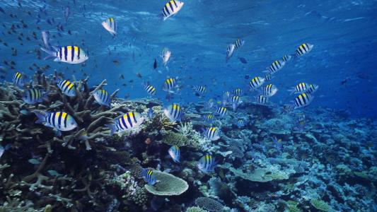 海洋生物图片 _ 第(10)张