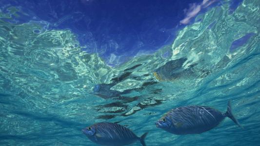 海洋生物图片 _ 第(9)张
