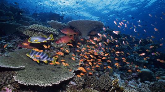 海洋生物图片 _ 第(10)张