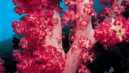 海洋生物可爱的海豚桌面壁纸第4张