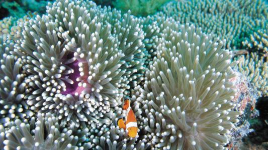 海洋生物可爱的海豚桌面壁纸第5张