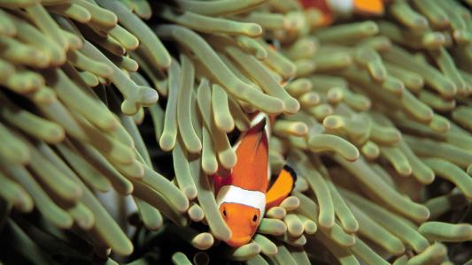 海洋生物可爱的海豚桌面壁纸第6张