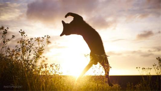 可爱小猫咪图片桌面壁纸第1张