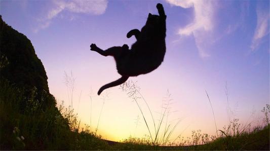 可爱小猫咪图片桌面壁纸第3张