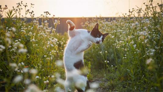 可爱小猫咪图片桌面壁纸第4张