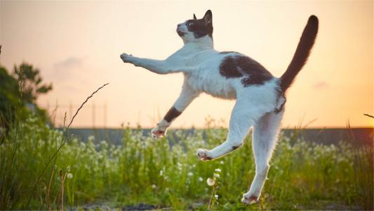 可爱小猫咪图片桌面壁纸第5张