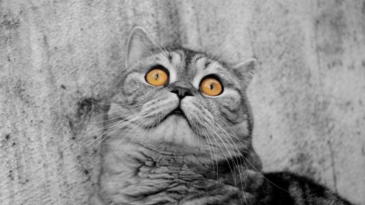 可爱小猫咪图片桌面壁纸第2张