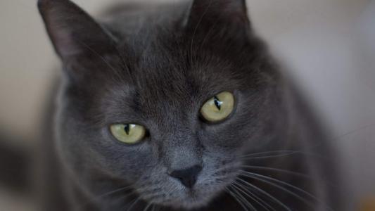 可爱小猫咪图片桌面壁纸第3张