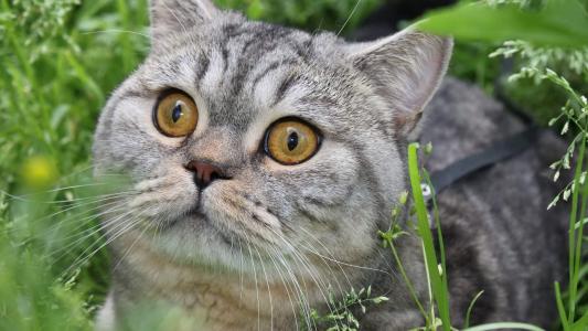 可爱小猫咪图片桌面壁纸第4张