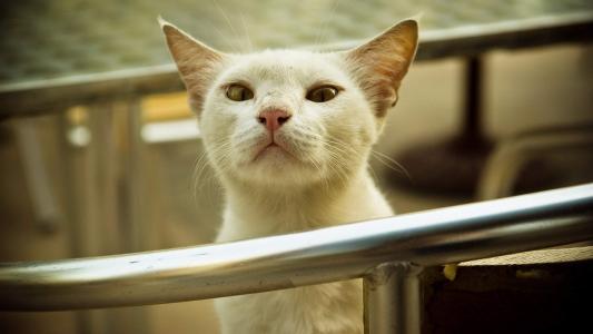 猫咪第0张