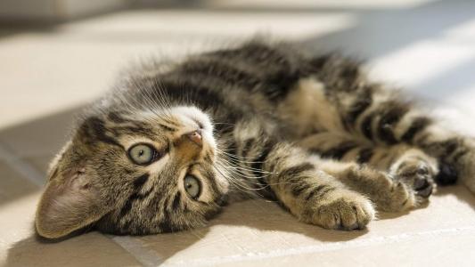 猫咪第2张