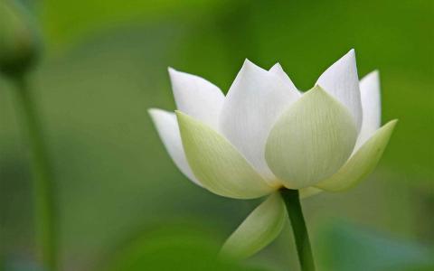 杭州西湖清新荷花自然风光高清壁纸图片大全第5张