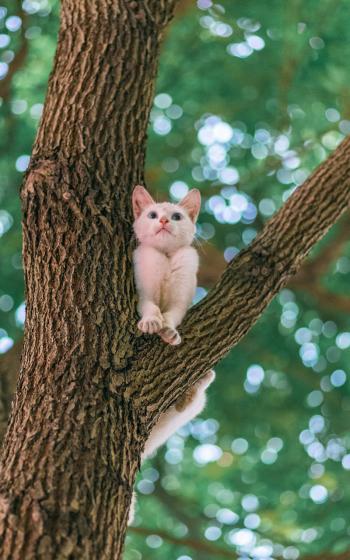 猫咪图片 _ 第(5)张