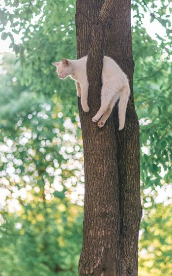 猫咪图片 _ 第(7)张