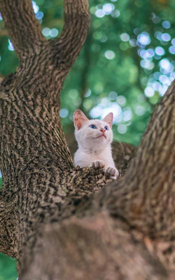 猫咪图片 _ 第(8)张